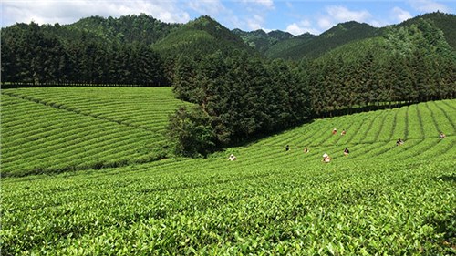 農(nóng)業(yè)部牽頭成立中國(guó)茶產(chǎn)業(yè)聯(lián)盟，公司選為副理事長(zhǎng)單位