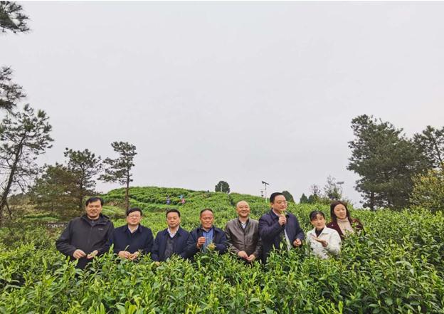 公司負(fù)責(zé)人陪同省供銷社、湘西州領(lǐng)導(dǎo)一行調(diào)研我司青干村茶葉扶貧示范基地